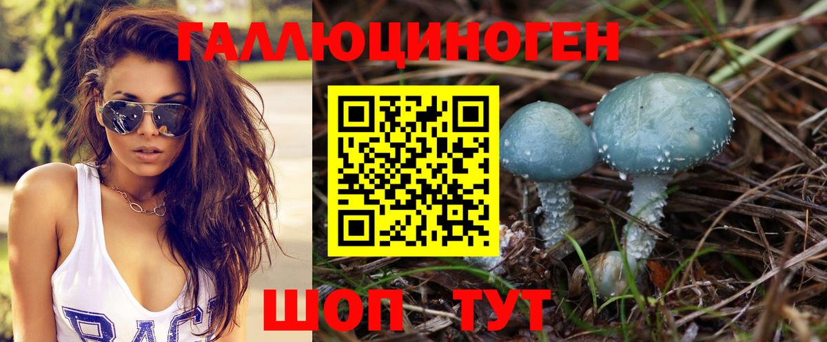 Псилоцибиновые грибы Psilocybe Унеча